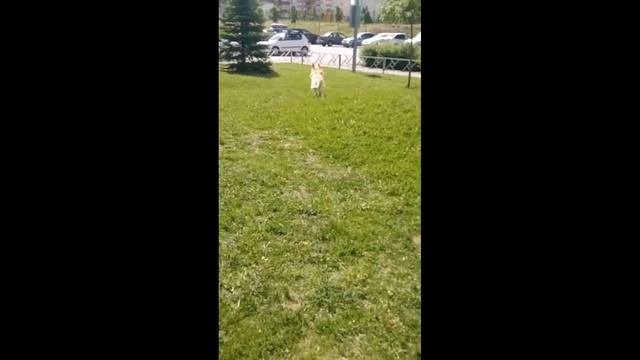 Золотистый ретривер. Плюсы и минусы породы. Golden Retriever. Pros And Cons Of The Breed.