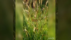 Дикие травы для попугаев всех видов||разрешоные виды трав🍀🌿🌾