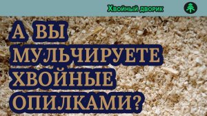 А вы мульчируете хвойные опилками? питомник "Хвойный дворик" вопрос  ответ