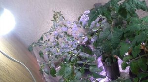 Выращиваю овощи в бутылках зимой! Огород в квартире. Март 2021