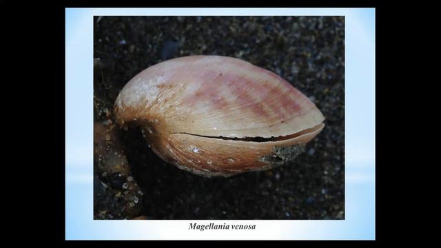 Животные (Часть 69) -  Класс Плеченогие смотреть онлайн