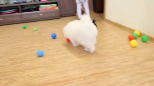 Самоед. Щенок самоеда. Самоеды и дети. Подарок на День Рождения. Белый мишка. Samoyed dog.