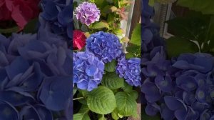 Гортензия крупнолистная ? название сортов ???