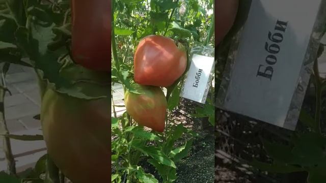 №14 "Бобби". Сорта помидоров. Выращивание помидоров. Огород. Сад. Томаты.