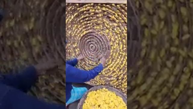 Как делают шелк из шелкопряда. смотреть онлайн