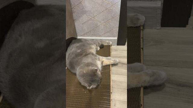 Пуша и новая когтедралка / Pusha and scratching post