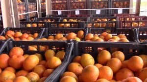 Более десяти тысяч тонн мандаринов вывезли из Абхазии в Россию