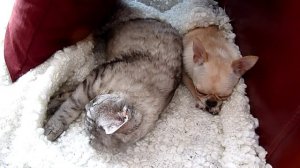 Сон собаки и кота (Коржик и Моська) Chihuahua