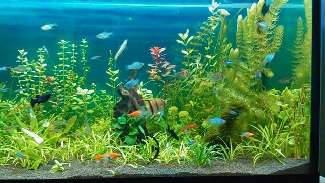 Новые растения в большой аквариум #NIK_72 смотреть онлайн