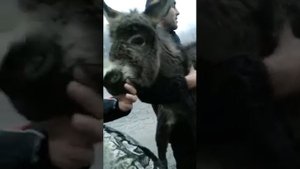 Дагестанец хотел отправить осла в автобусе