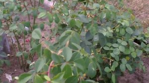 Английская кустовая  роза сорт  Висли 2008 ( Wisley 2008 ).Видео обзор сорта