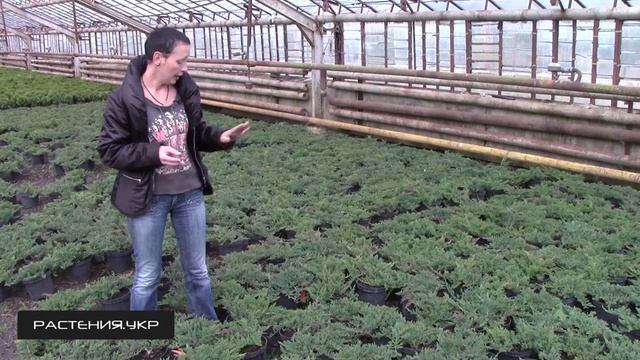 Можжевельник горизонтальный Принц Уэльский / Можжевельник посадка и уход / хвойные растения