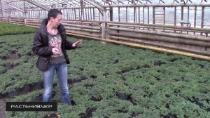 Можжевельник горизонтальный Принц Уэльский / Можжевельник посадка и уход / хвойные растения