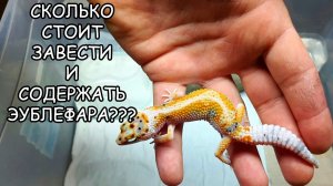 СКОЛЬКО СТОИТ ЗАВЕСТИ И СОДЕРЖАТЬ ЭУБЛЕФАРА?