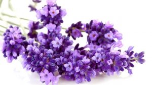 Лечебные свойства лаванды