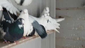Чистопольские голуби.