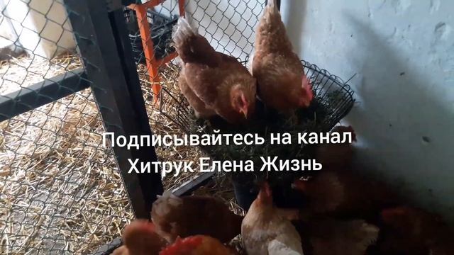 Способ кормления Кур несушек Зимой//канал Хитрук Елена Жизнь
