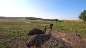 Вечерний дозор