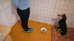 Практическая кинология. Как правильно кормить собаку