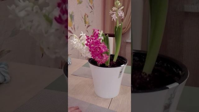 Посадка луковичных гиацинтов дома ч.4 смотреть онлайн
