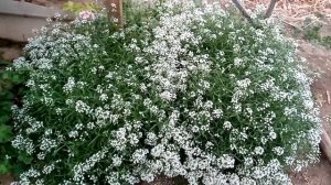 Алиссум ампельный вегетативный. Побалуйте себя такой красотой! ???