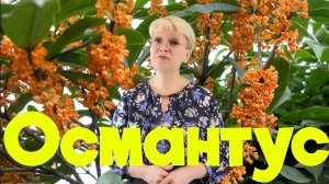 Аромат Османтус | Ноты парфюма