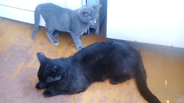 Попытка выгнать пришельца из дома... смотреть онлайн