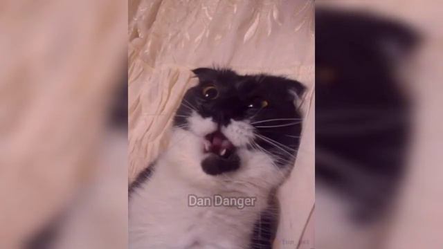Cursed/blessed cat pics compilation. сборник смешных картинок с котами.