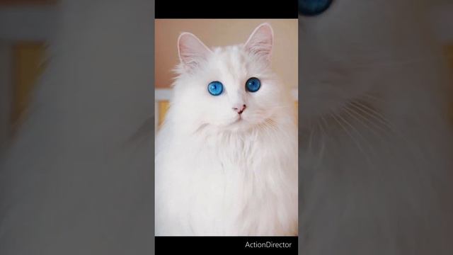 #cutecat🐈🐈😻😻🐱🐱🐯🐯🙀🙀