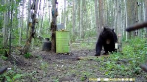 МЕДВЕДЬ И ЗЕРКАЛО. BEAR AND MIRROR.