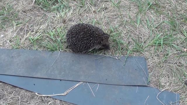 19-21 июня 2020 / Веселый участок / Огурцы в середине июня / Ёжик в гостях смотреть онлайн