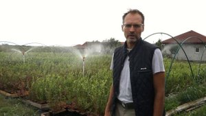 Полив голубики в осенний период