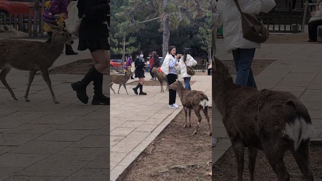 Nara Park japan🦌🇯🇵4K