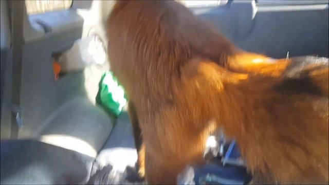 Лиса в Машине, внеплановая проверка запасов - Жизнь с Лисой / MIKI THE FOX смотреть онлайн