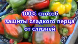 100%  СПОСОБ ЗАЩИТЫ  ПЕРЦА  ОТ  СЛИЗНЕЙ.