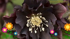 Морозник восточный Дабл Еллен Пурпл. Краткий обзор helleborus orientalis Double Ellen Purple