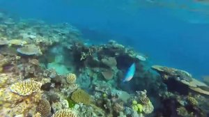 Большой барьерный риф. Австралия.  Не только Орел или Решка. Australian Travel Club из Австралии.