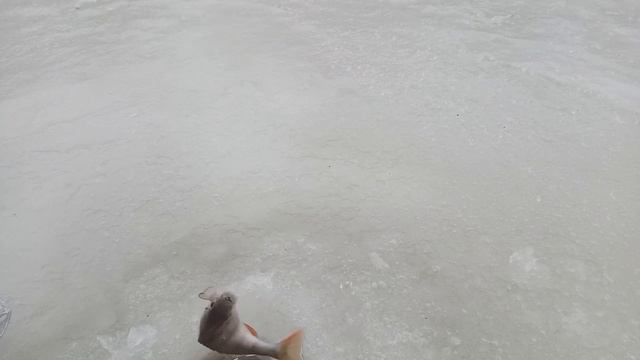 Рыбалка в марте Окунь жадно клюёт на ручейник.#окунь #зимняярыбалка #плотва смотреть онлайн