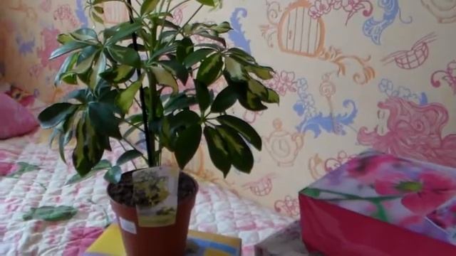 Подарки на Д Р Samsung S 2 plus смотреть онлайн