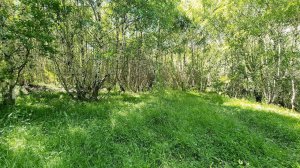 Incredible Singing of Forest Birds in a Birch Grove