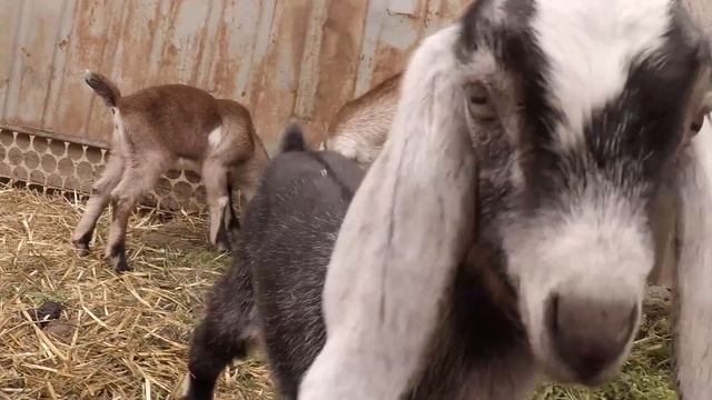 англо-нубийские козы и козлята смотреть онлайн