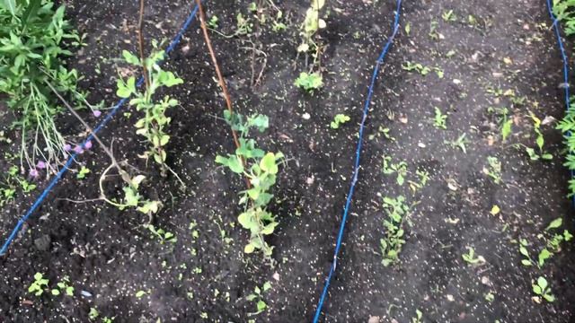 Экспериментальный арбуз, гигантский кабачок и дикий виноград смотреть онлайн