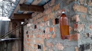 Сало для синичек.