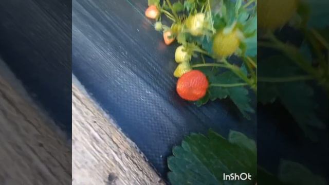 Моя любовь к хостам и розам . Начинаем собирать свою клубничку