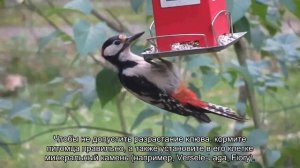 Заболевание клюва у попугаев