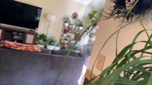 Houseplant Tour & Halloween Decor! Fall 2022