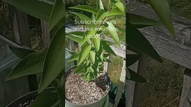 Agathis Dammara Tree -Popped up out of my Garlic bed so lucky I am to have this tree. update 2