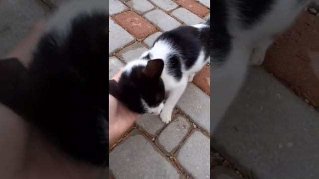 Гайд как приручить дикого котёнка смотреть онлайн