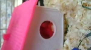 Джунгарские хомяки дерутся