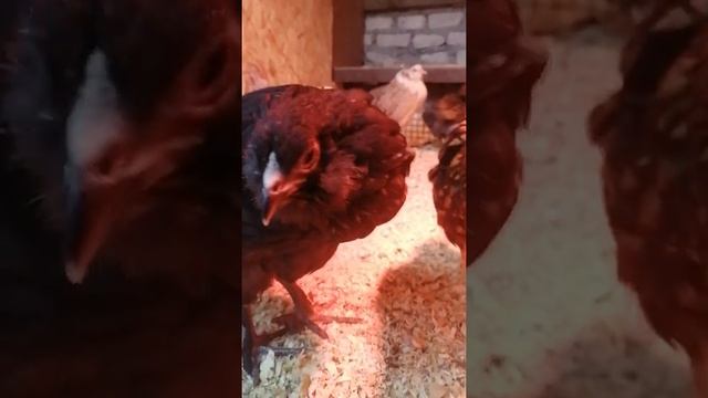 куры фавероль, виандот и миксы фавероль лососевая с амераукана лаванда смотреть онлайн